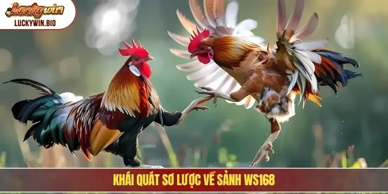 Khái quát sơ lược về sảnh WS168