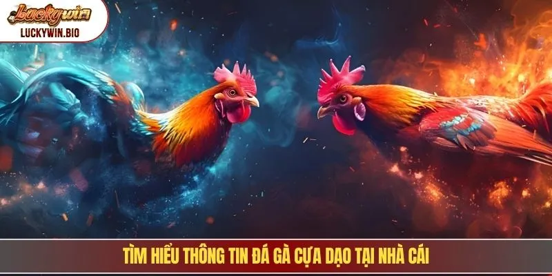 Tìm hiểu thông tin đá gà cựa dạo tại nhà cái